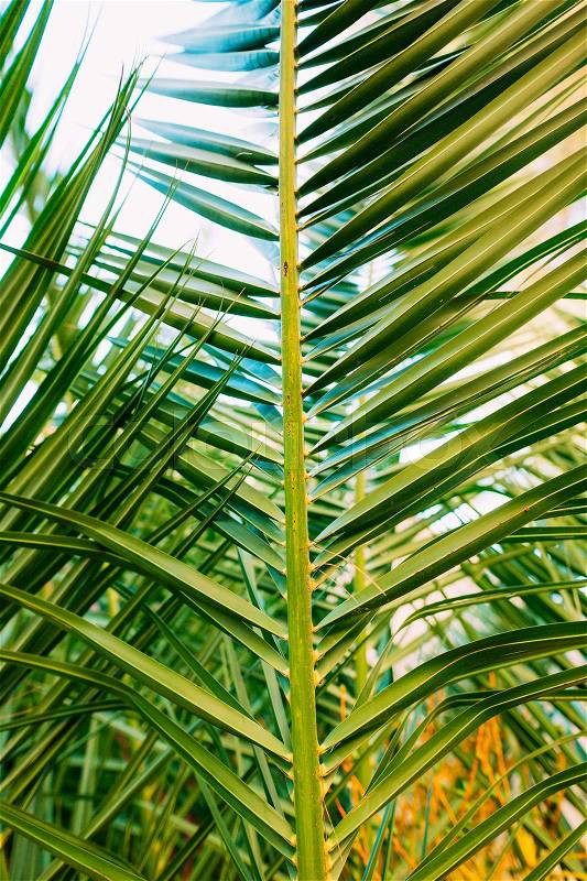 A branch of a palm tree close-up. Date tree in Montenegro, stock photo