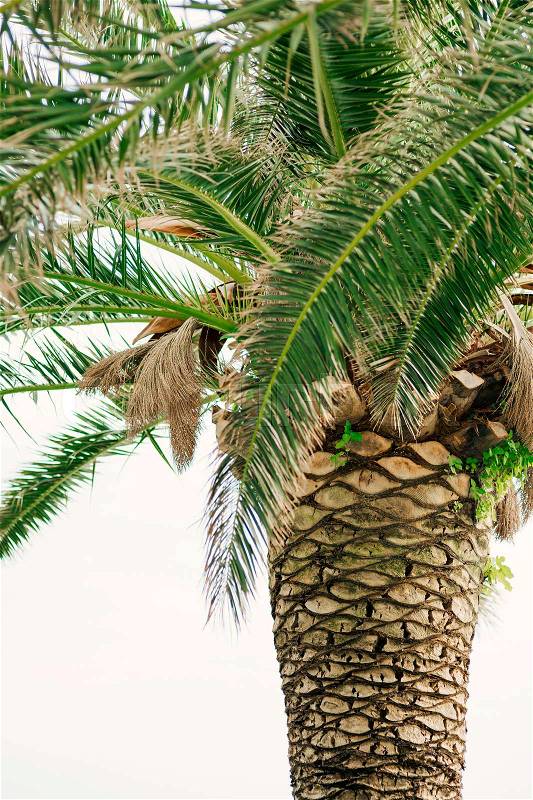 Palm tree. Date green tree in Montenegro, stock photo