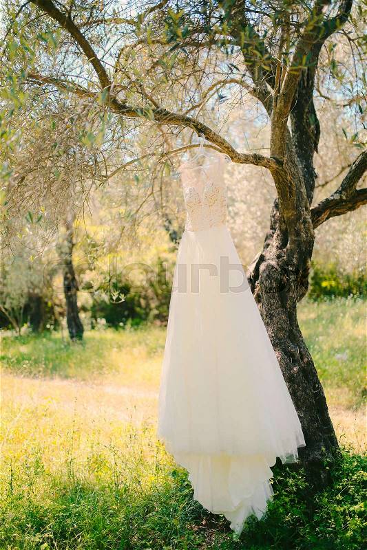 The bride\'s dress hangs on a hanger on an olive tree. Collecting brides in an olive grove in Montenegro. Wedding in Europe, stock photo