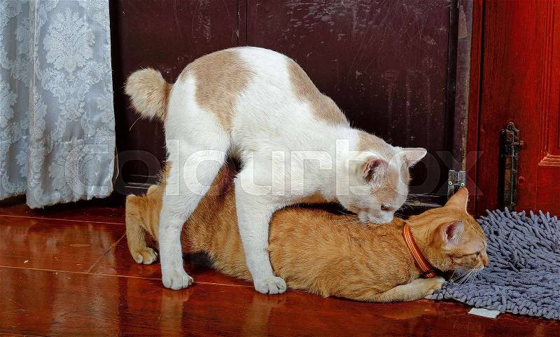 Thai cat having love in house , stock photo