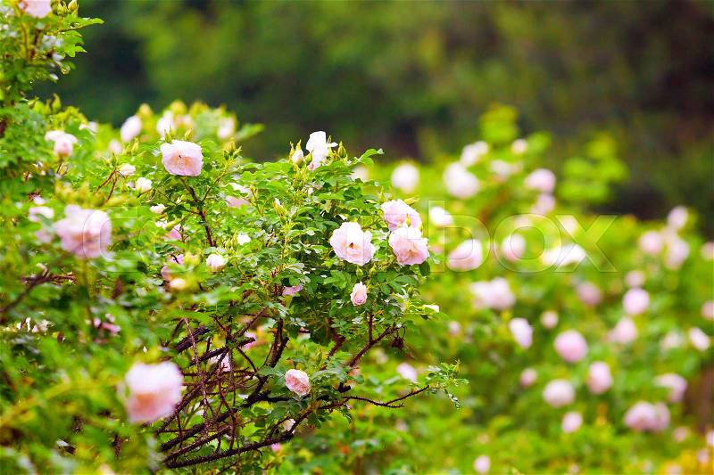 Barbed hedge, delicate pink flowers of climbing roses, stock photo