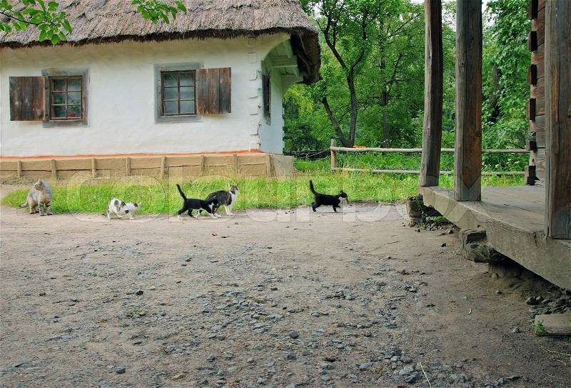 Cats group on old historical farmstead, one cat with catch mouse, stock photo