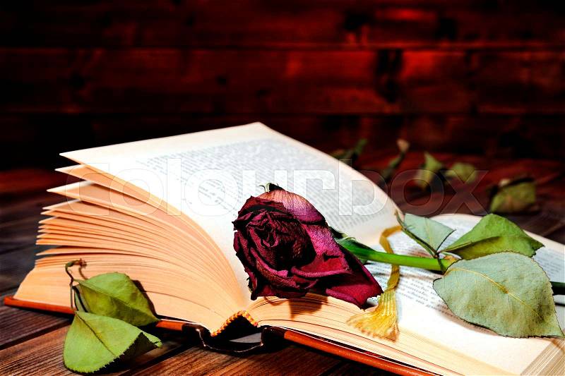 A red rose wilted rose through the pages of an old book yellowed by time on an old wooden table, stock photo