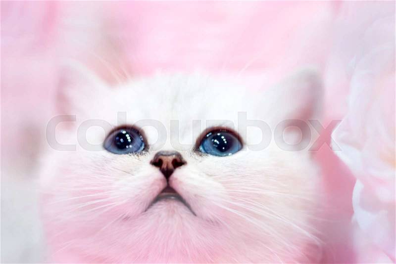 Little cute white kitten, little cat on the pink background. Portrait with soft focus, stock photo