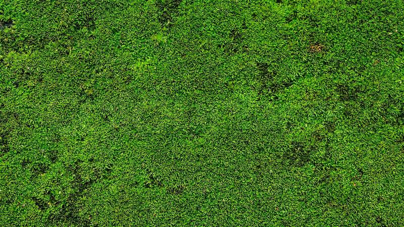 Green Moss on the stone background texture, stock photo