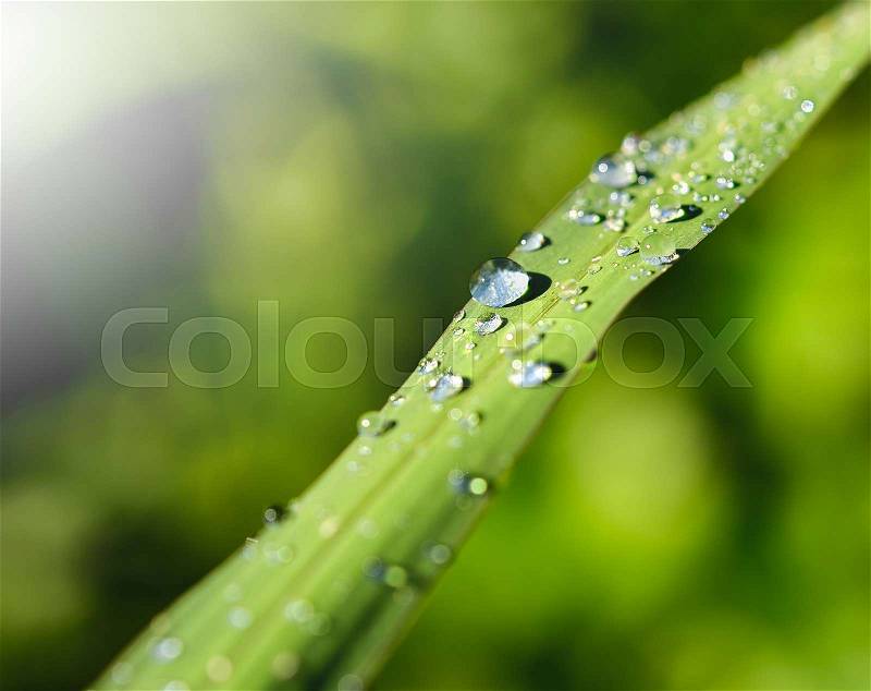 Water drops on leave in the moring , stock photo