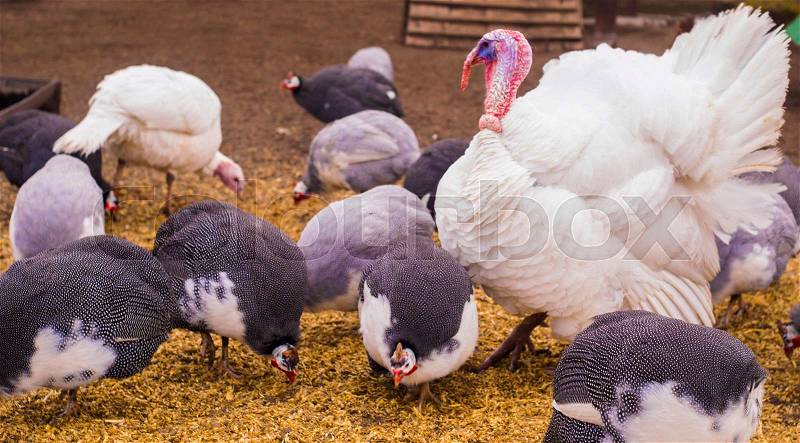 Bird turkeys and guinea fowls. bird turkeys. birds guinea fowl. Agriculture, stock photo