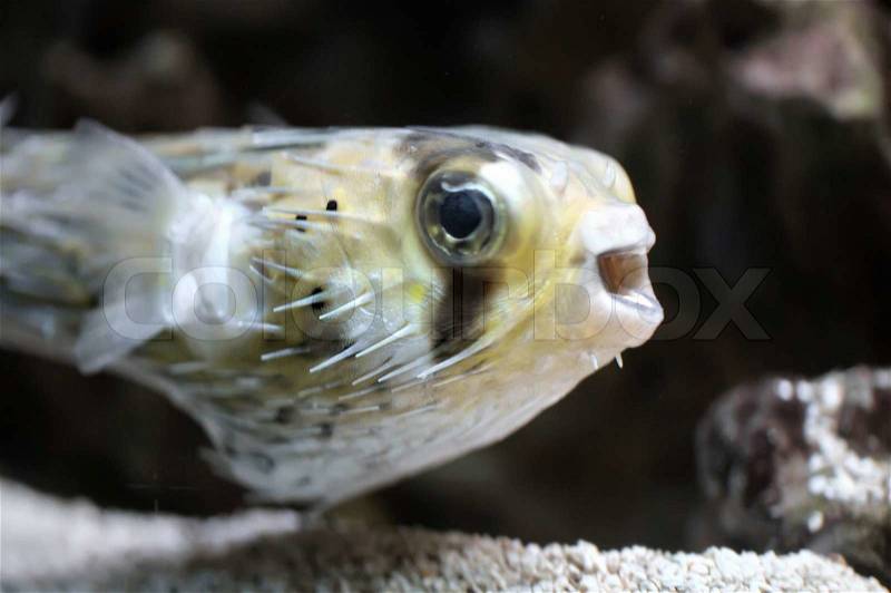 The tropical fish - puffer fish Shallow dof, stock photo