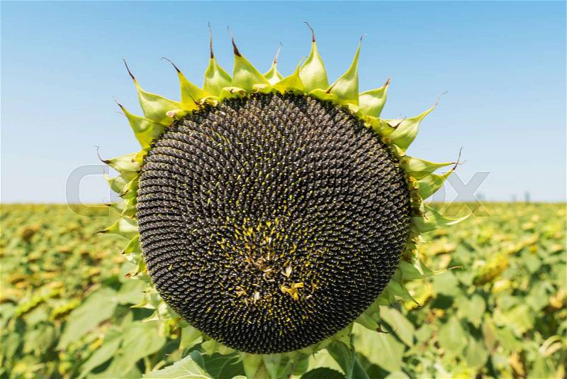 Black seeds of sunflower in plant. agricultural field, stock photo