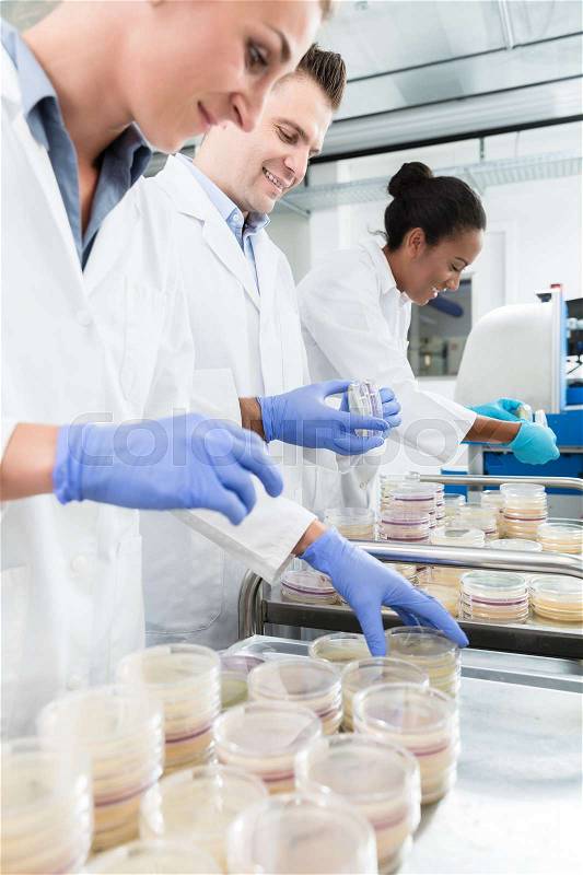 Group of scientists in food laboratory with samples in petri dishes , stock photo