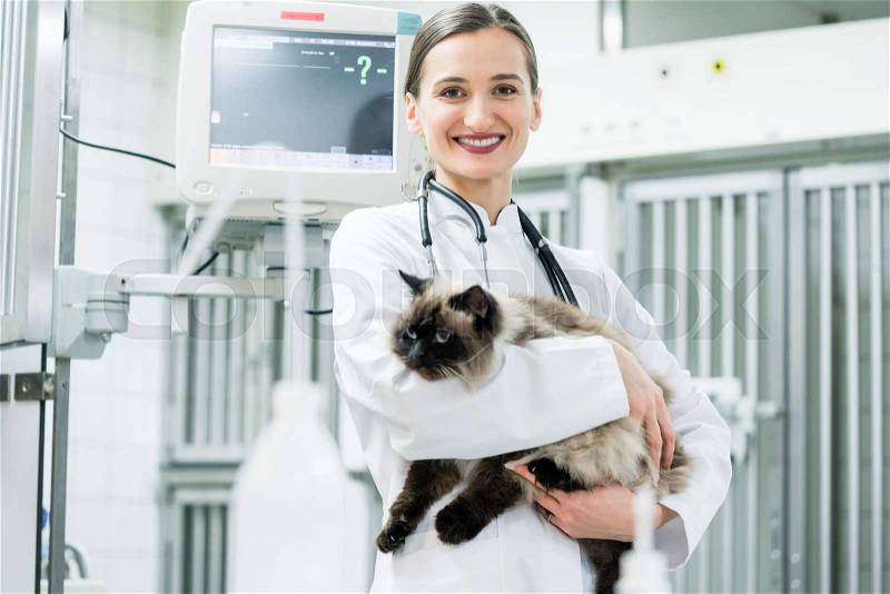 Veterinarian pet doctor holding cat in her animal clinic, stock photo