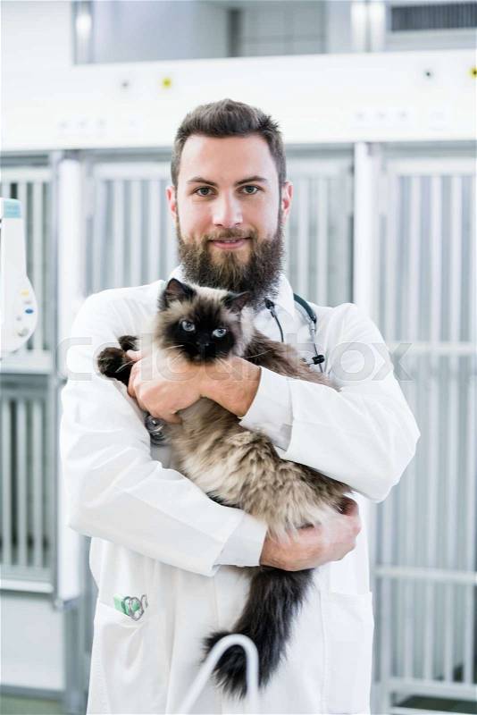 Veterinarian pet doctor holding cat patient in his animal clinic, stock photo