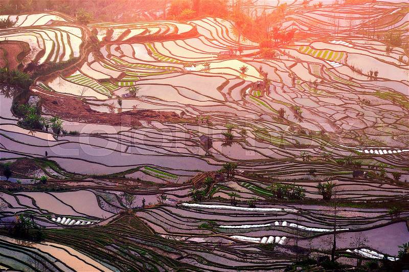 Terraced rice fields in Yuanyang, China, stock photo