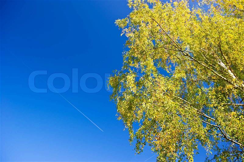 Yellow and green foliage branch of birch tree, stock photo
