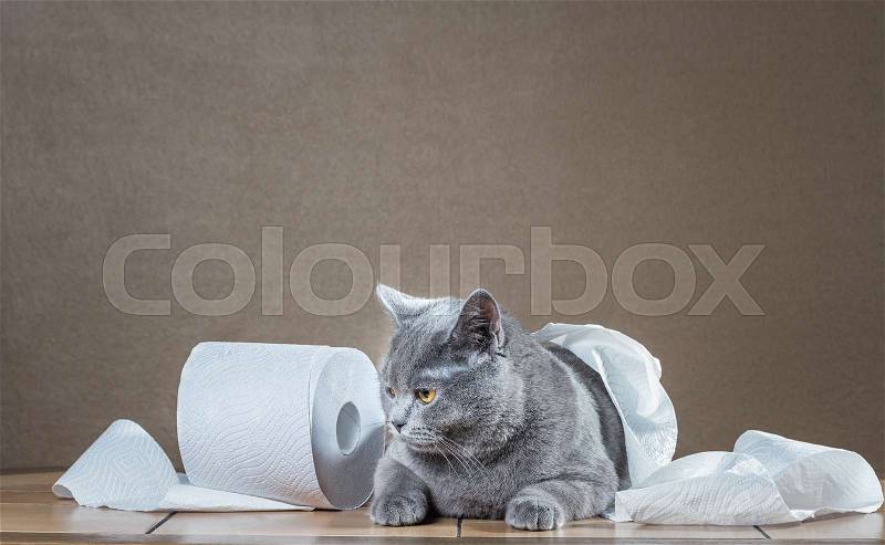 British Blue cat and toilet paper, stock photo