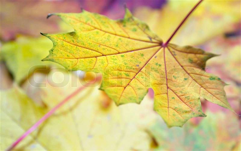 Pink-yellow colorful autumn maple leaf background, stock photo