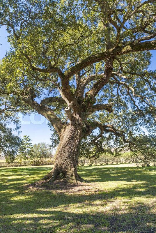 Beautiful trees of Oak Alley Plantation, Louisiana, stock photo
