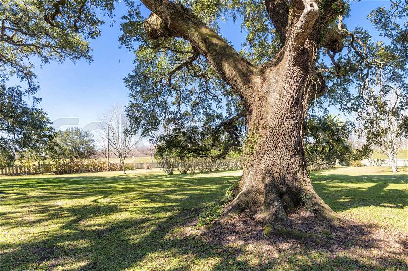 Beautiful trees of Oak Alley Plantation, Louisiana, stock photo