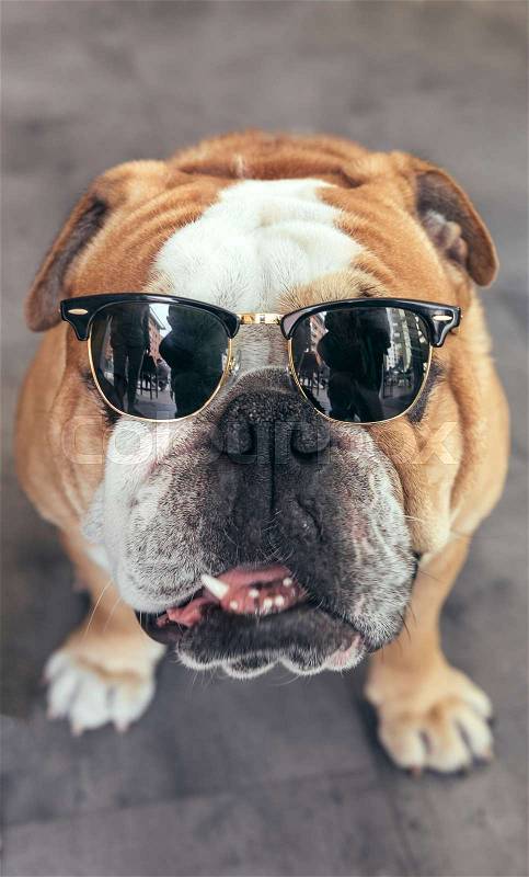 Portrait of the cool English bulldog wit sunglasses, stock photo
