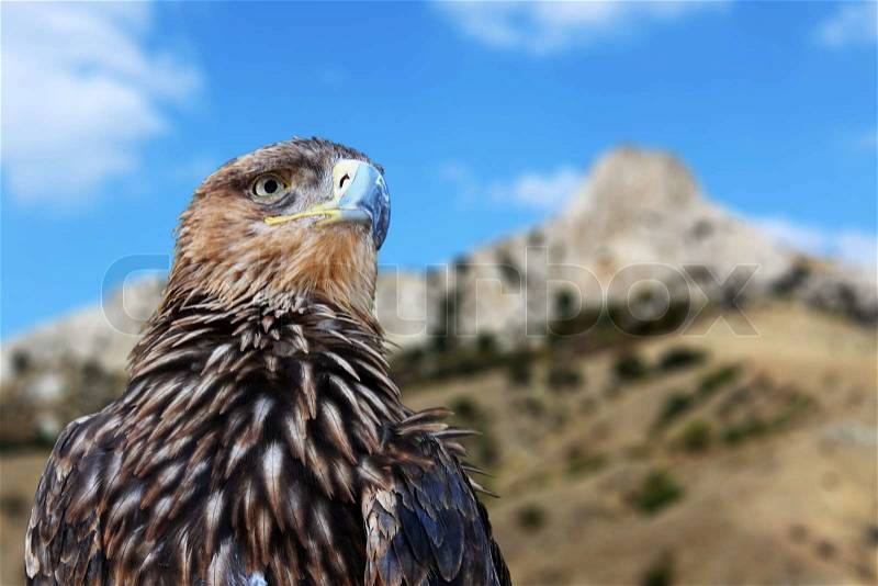 Golden eagle over mountains, stock photo