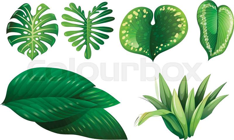 Different types of green leaves illustration, vector
