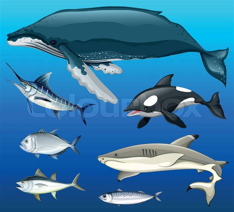Different types of fish under the sea illustration, vector