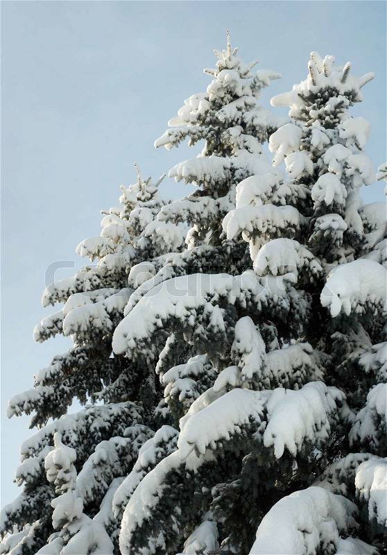 Winter snow-covered coniferous tree tops in city park, stock photo