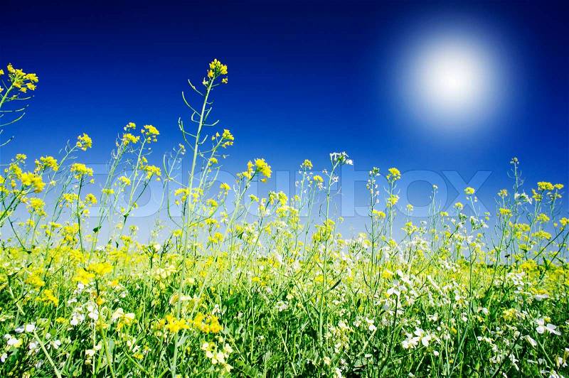 Wonderful flowers of rapeseed and fun sun in the blue sky, stock photo
