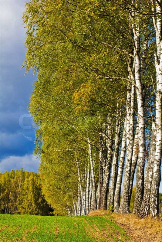 White trunks of birch trees on the background of green and yellow autumn foliage and dark blue sky, stock photo