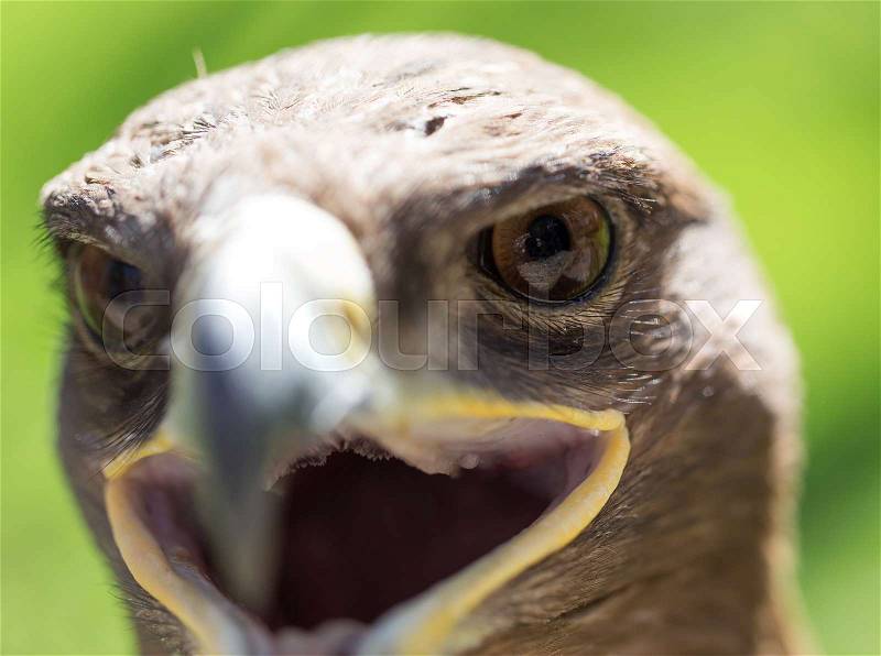 Portrait of an eagle in a park in nature, stock photo