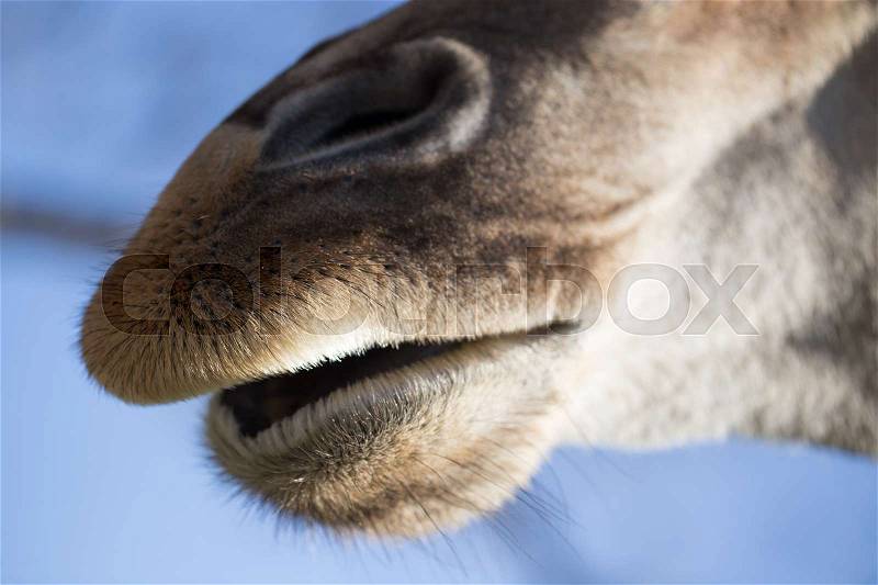 Nose of a giraffe against a blue sky , stock photo