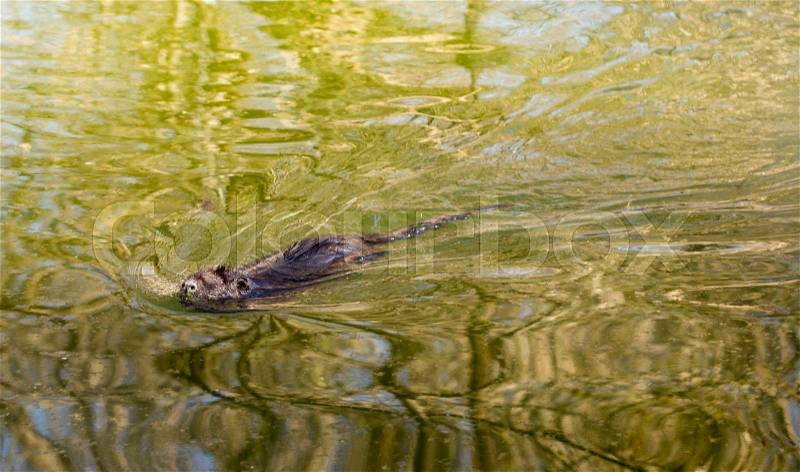 Black coypu on a pond in the park , stock photo
