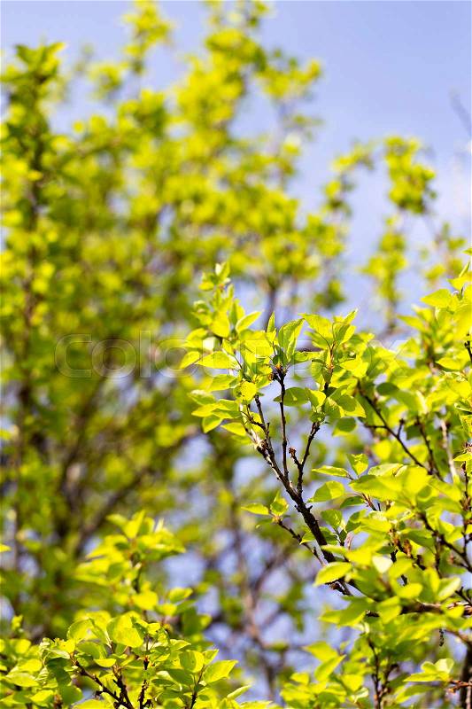 Small green leaves on a tree in spring , stock photo