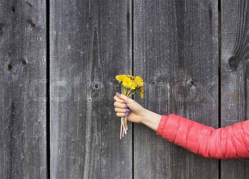 Female hand keeping yellow dandelions on grey wooden background, stock photo