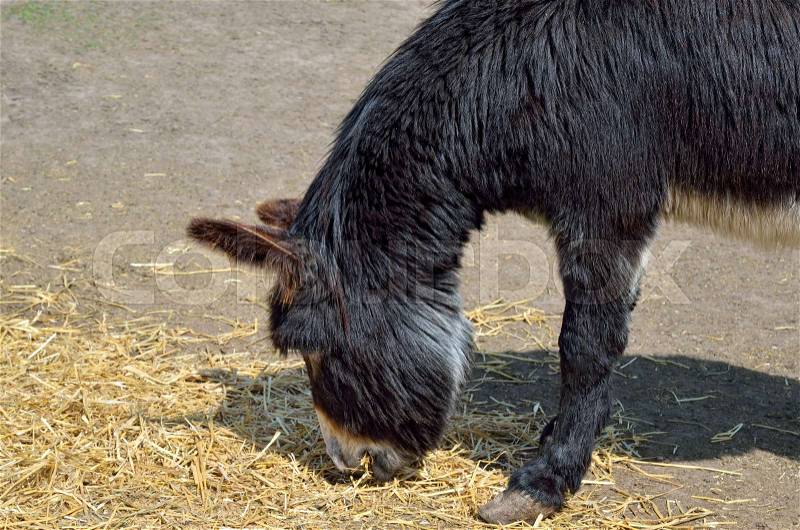 Young donkeys feed straw and grass in the zoo, stock photo