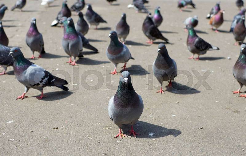 Staning out gray city pigeon and bird crowd behind, stock photo