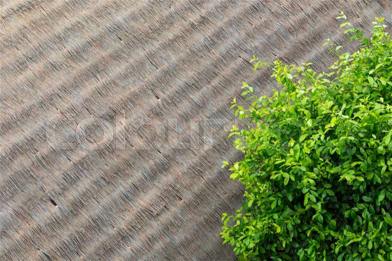 Green leaves on artificial thatch roof, stock photo