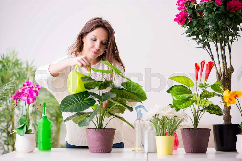 The young woman looking after plants at home, stock photo
