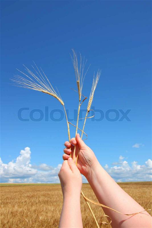 Hand holding ears of wheat against blue sky, stock photo