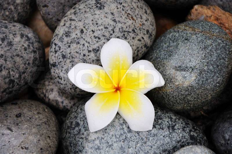 Fell down white-yellow flower on the stones, stock photo