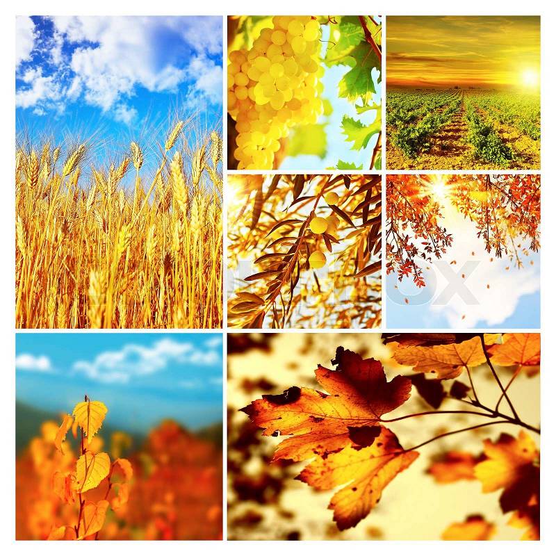 Autumn nature collage, collection of beautiful images of growing fruits, wheat and falling old dry tree leaves, seasonal time of the year, agriculture at harvest, stock photo