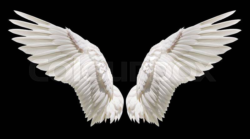 Angel wings, Natural white wing plumage with clipping part, stock photo