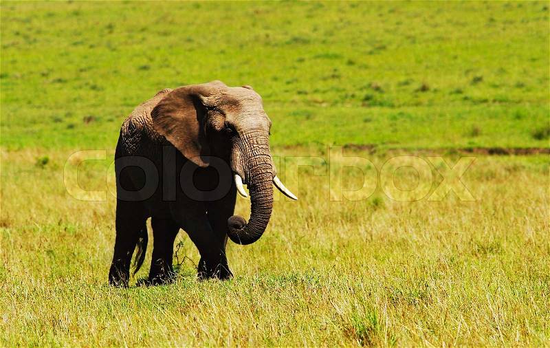 Big african wild elephant, walking in Savanna, game drive, wildlife safari, animals in natural habitat, beauty of nature, Kenya travel, Masai Mara, stock photo