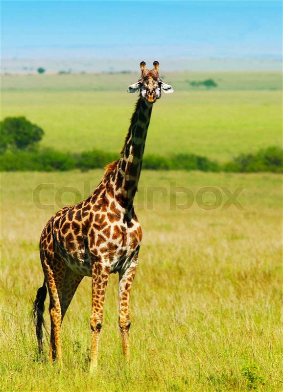Big wild african giraffe, walking in Savanna, game drive, wildlife safari, animals in natural habitat, beauty of nature, Kenya travel, Masai Mara, stock photo
