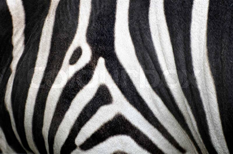 The background - black and white zebra fur, stock photo