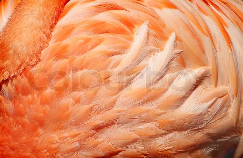 The detail - color flamingo feathers, stock photo