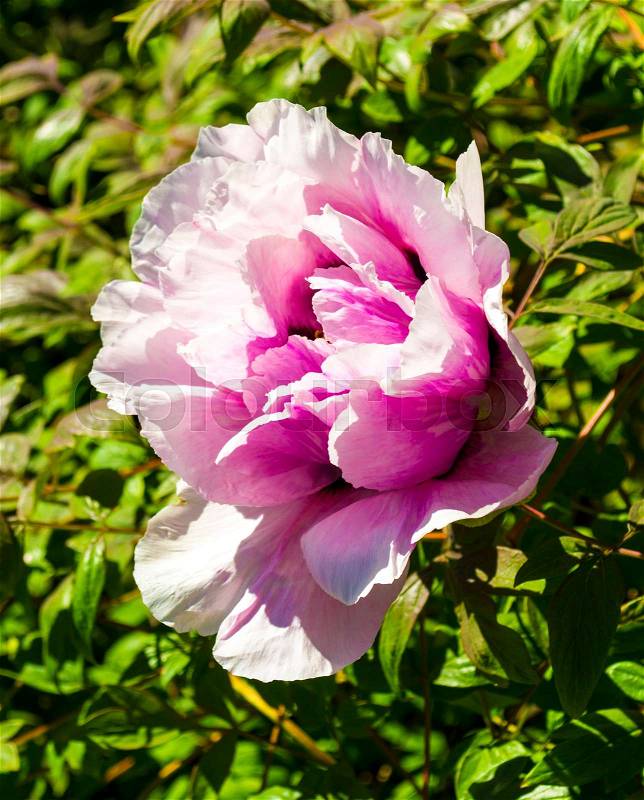 Peonies. Flowers peonies. Flowering bush of pink tree peony, stock photo