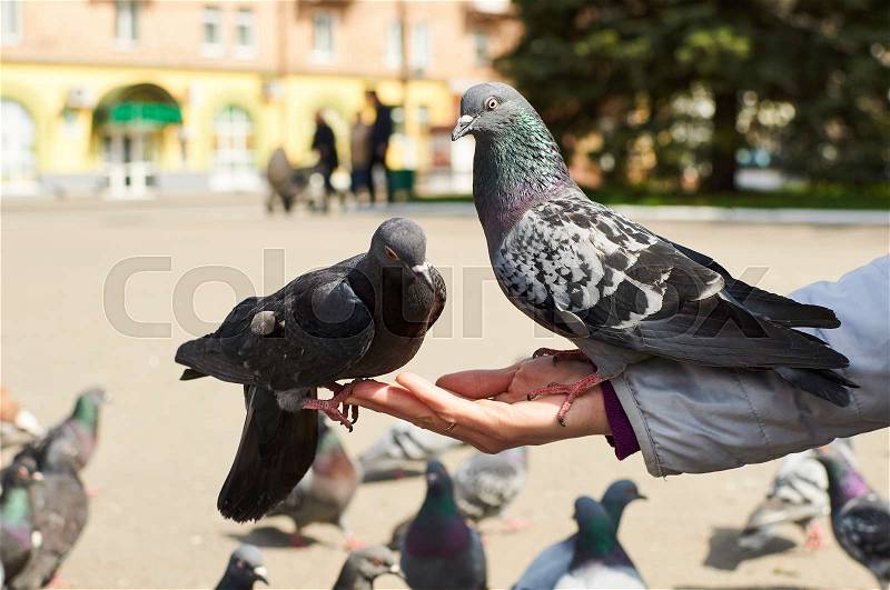 Grey city pigeons eat on woman hand, stock photo