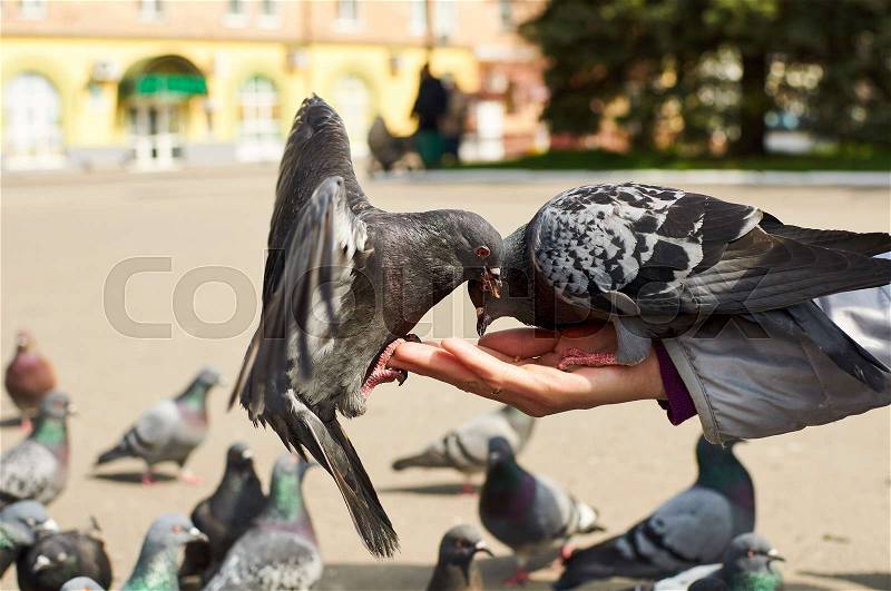 Grey city pigeons eat on woman hand, stock photo