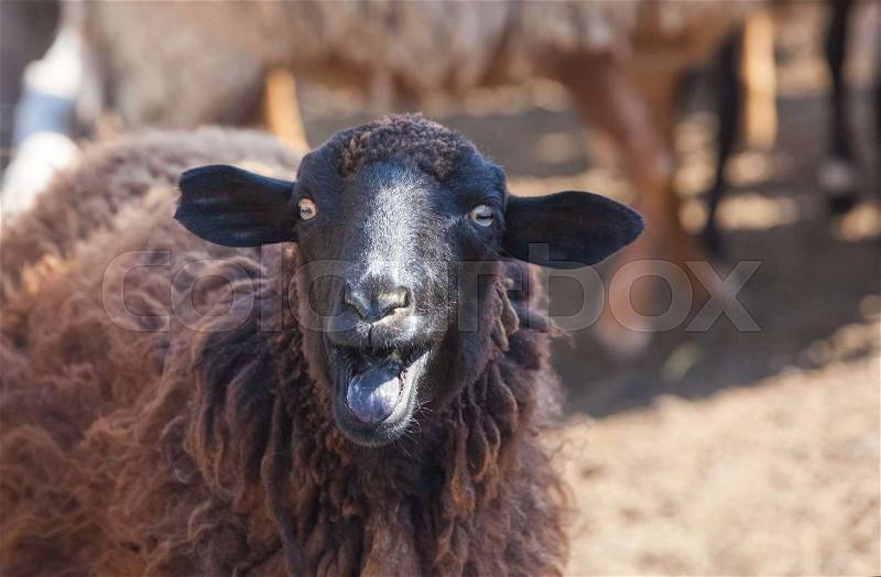 A black sheep shows the tongue in a paddock for the animals on the farm, stock photo